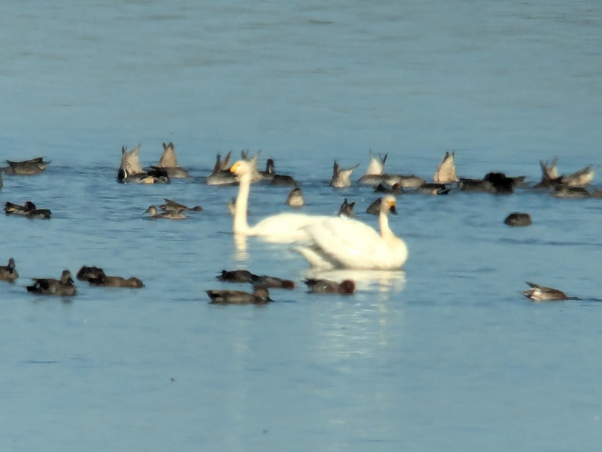 Tundra Swan - Raphaël Nussbaumer