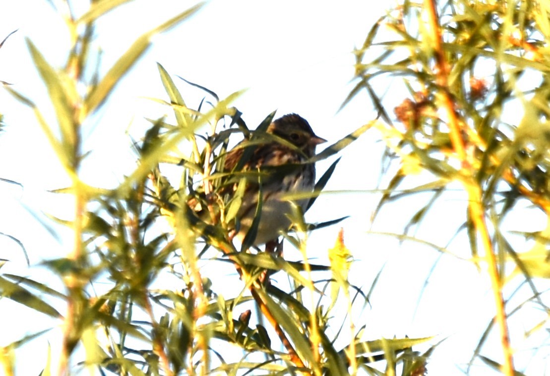 Savannah Sparrow - ML625439183