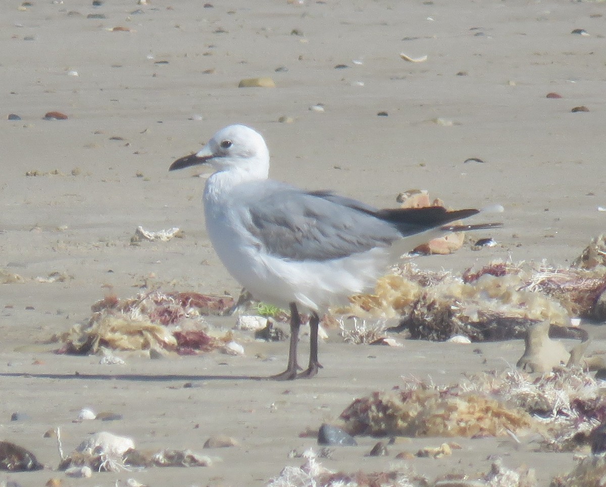 Gray-hooded Gull - ML625439209