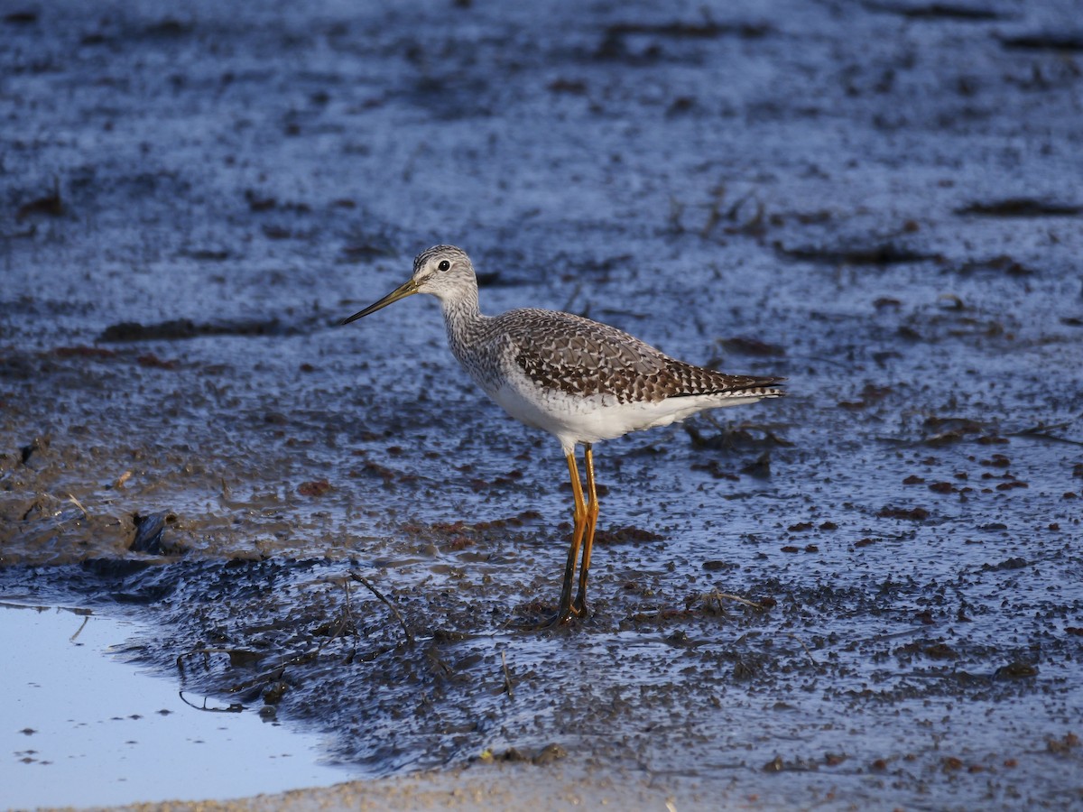 Greater Yellowlegs - Brett Hartl