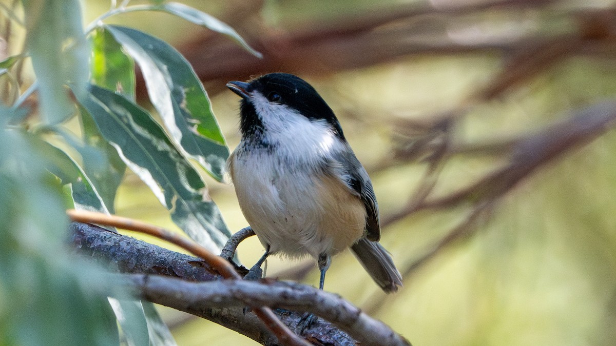 Black-capped Chickadee - Matthew Herron