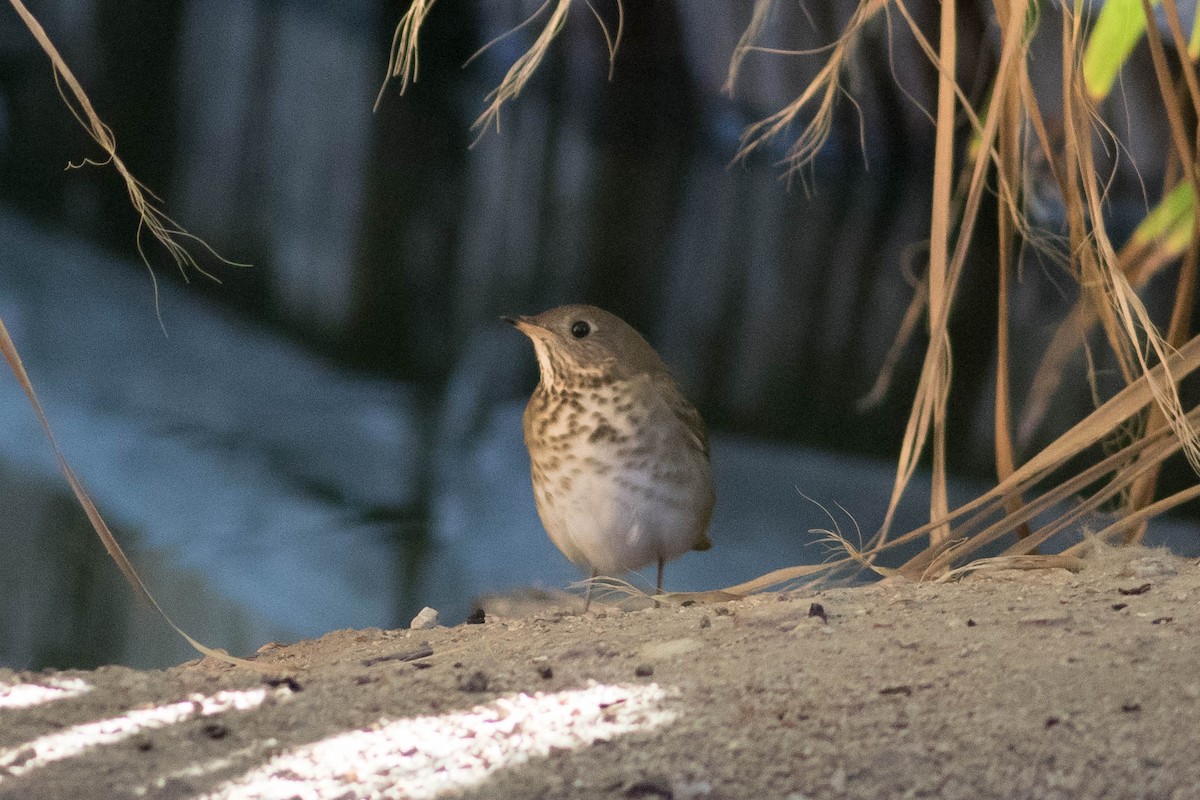 Gray-cheeked Thrush - Johnny Bovee