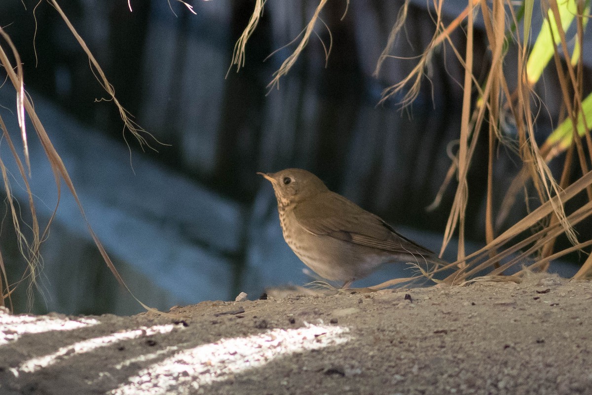 Gray-cheeked Thrush - Johnny Bovee