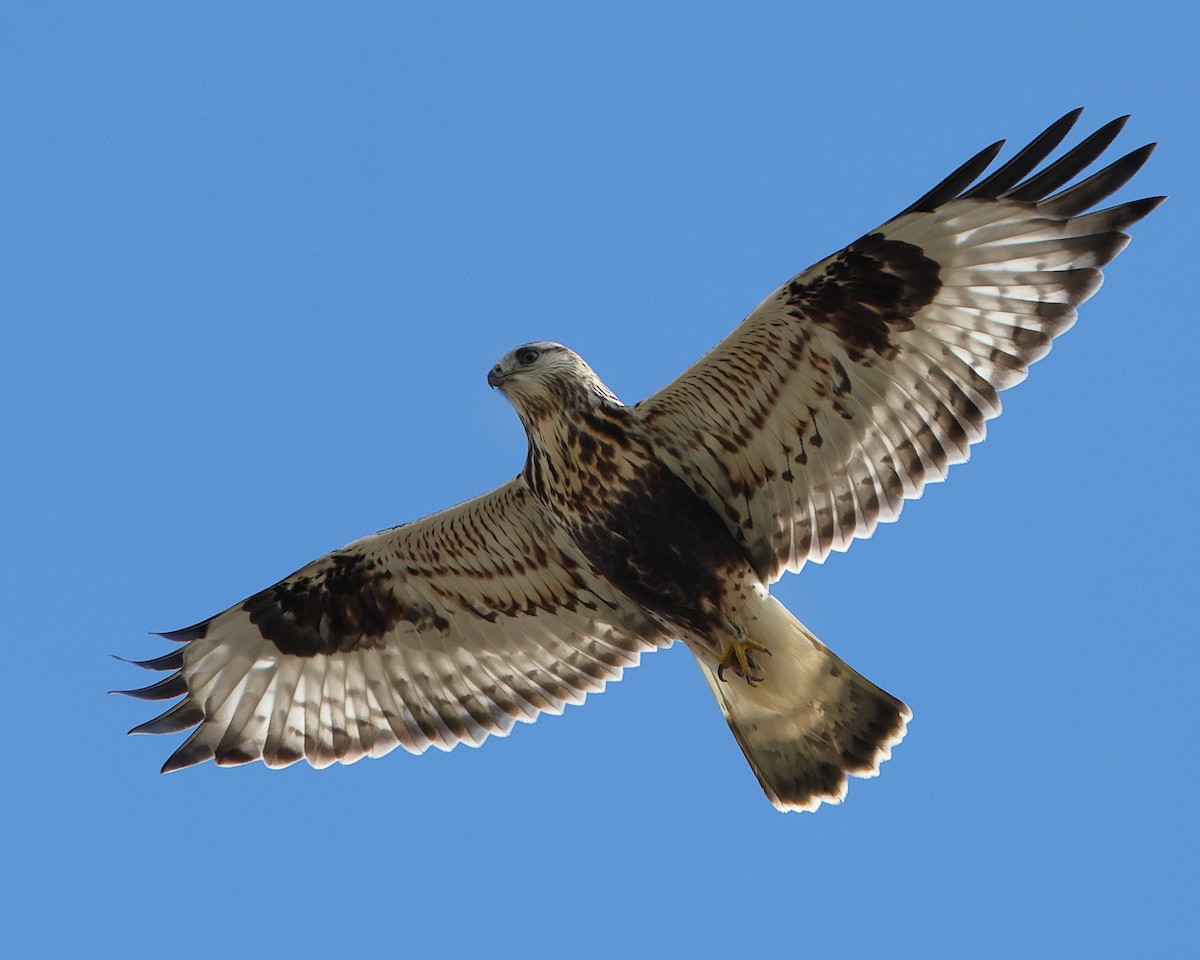 Rough-legged Hawk - ML625439480