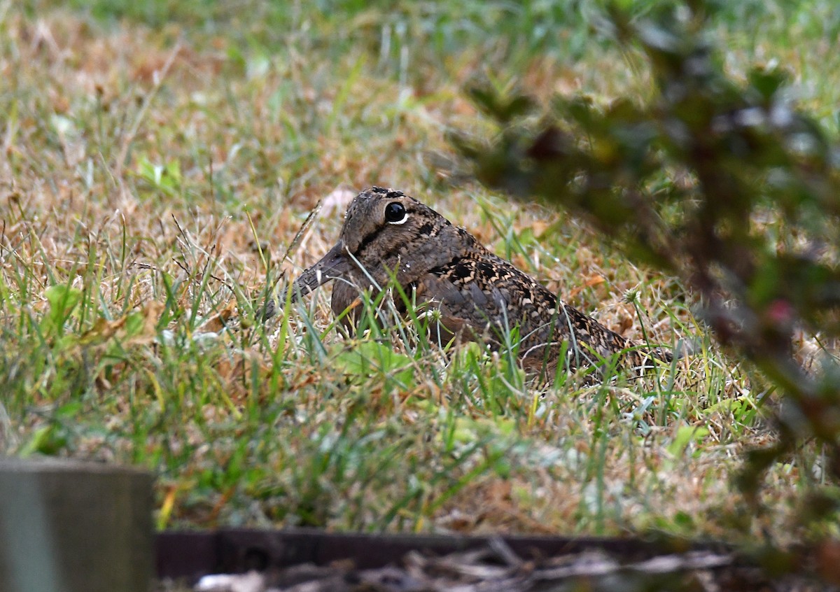 American Woodcock - ML625439512