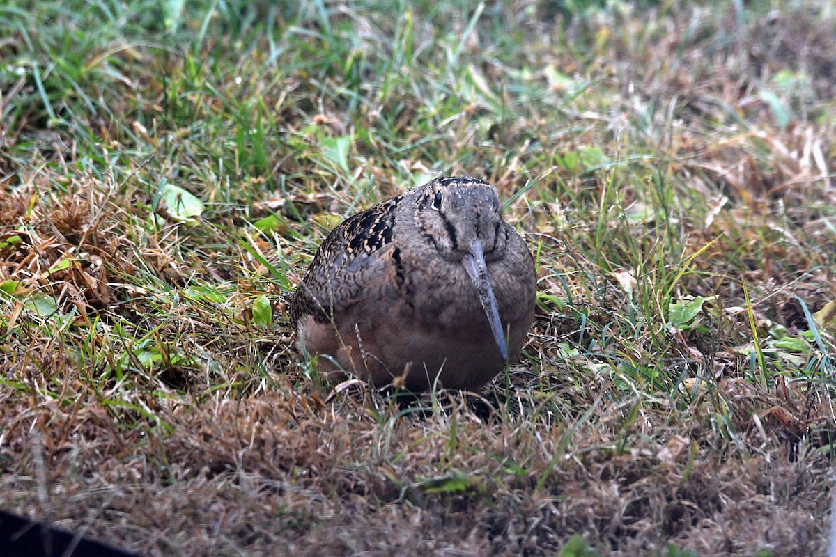 American Woodcock - ML625439513