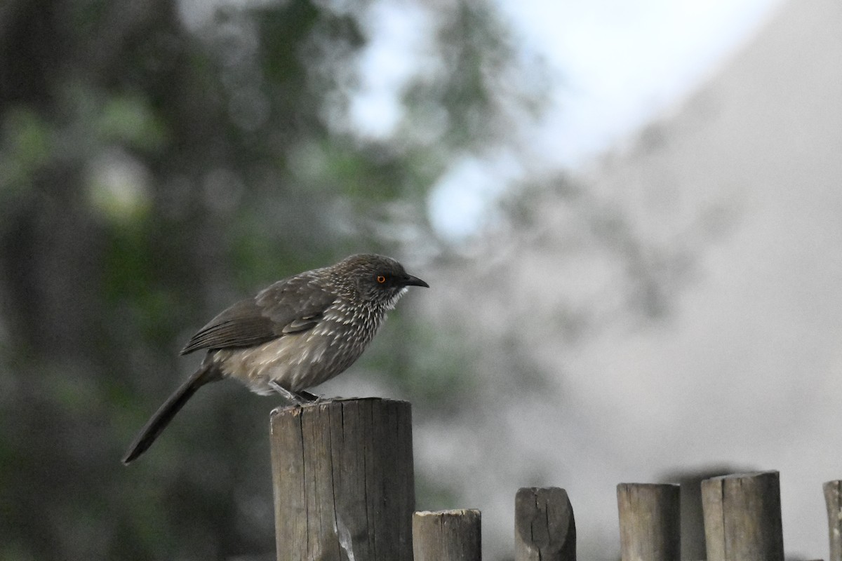 Arrow-marked Babbler - ML625439517