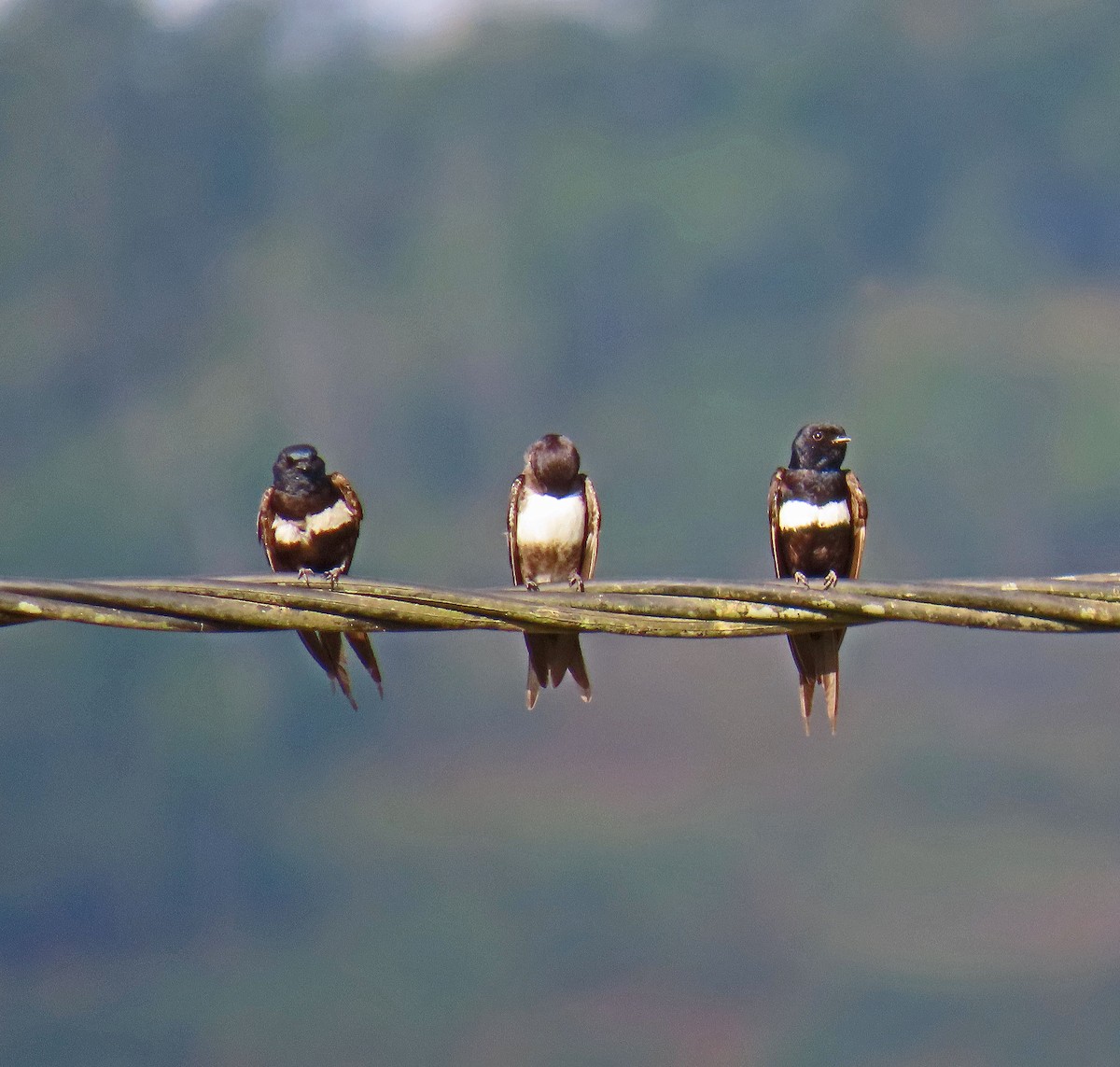 White-banded Swallow - ML625439584