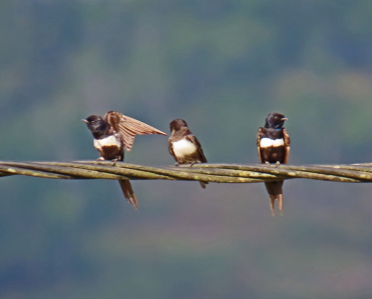 Golondrina Fajiblanca - ML625439585