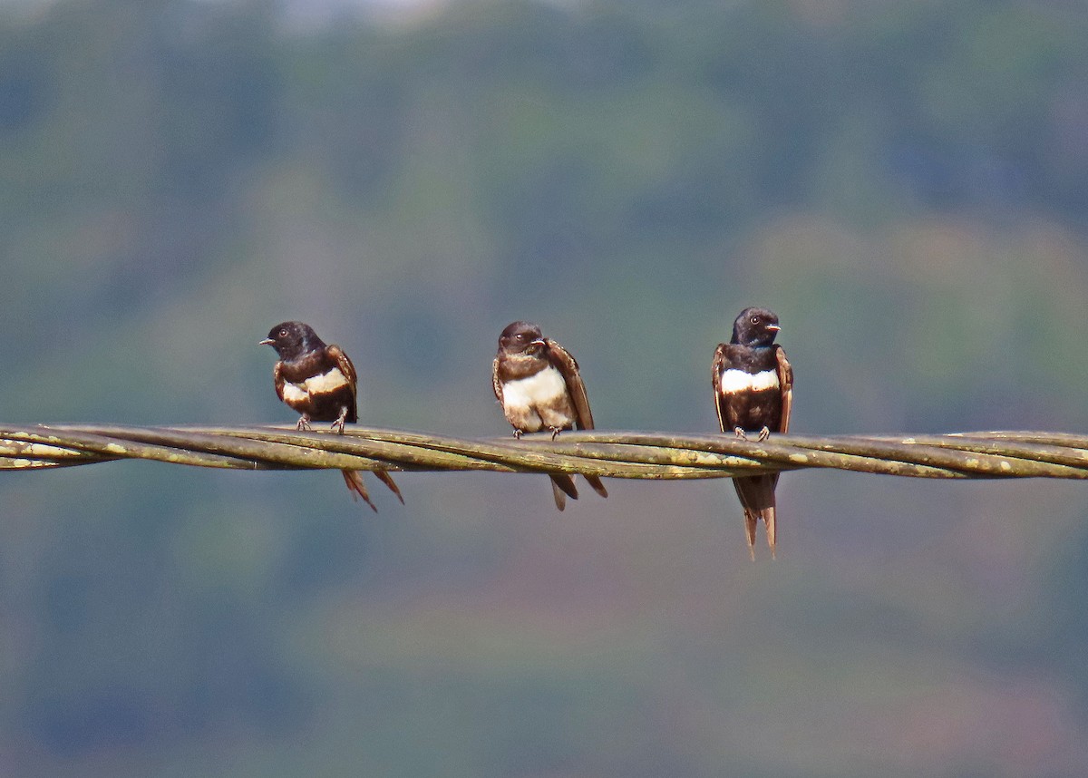 Golondrina Fajiblanca - ML625439586