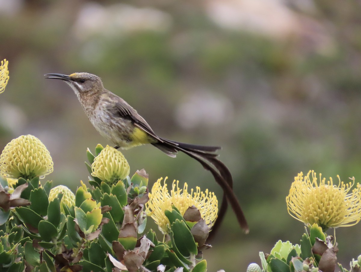 Cape Sugarbird - ML625439848
