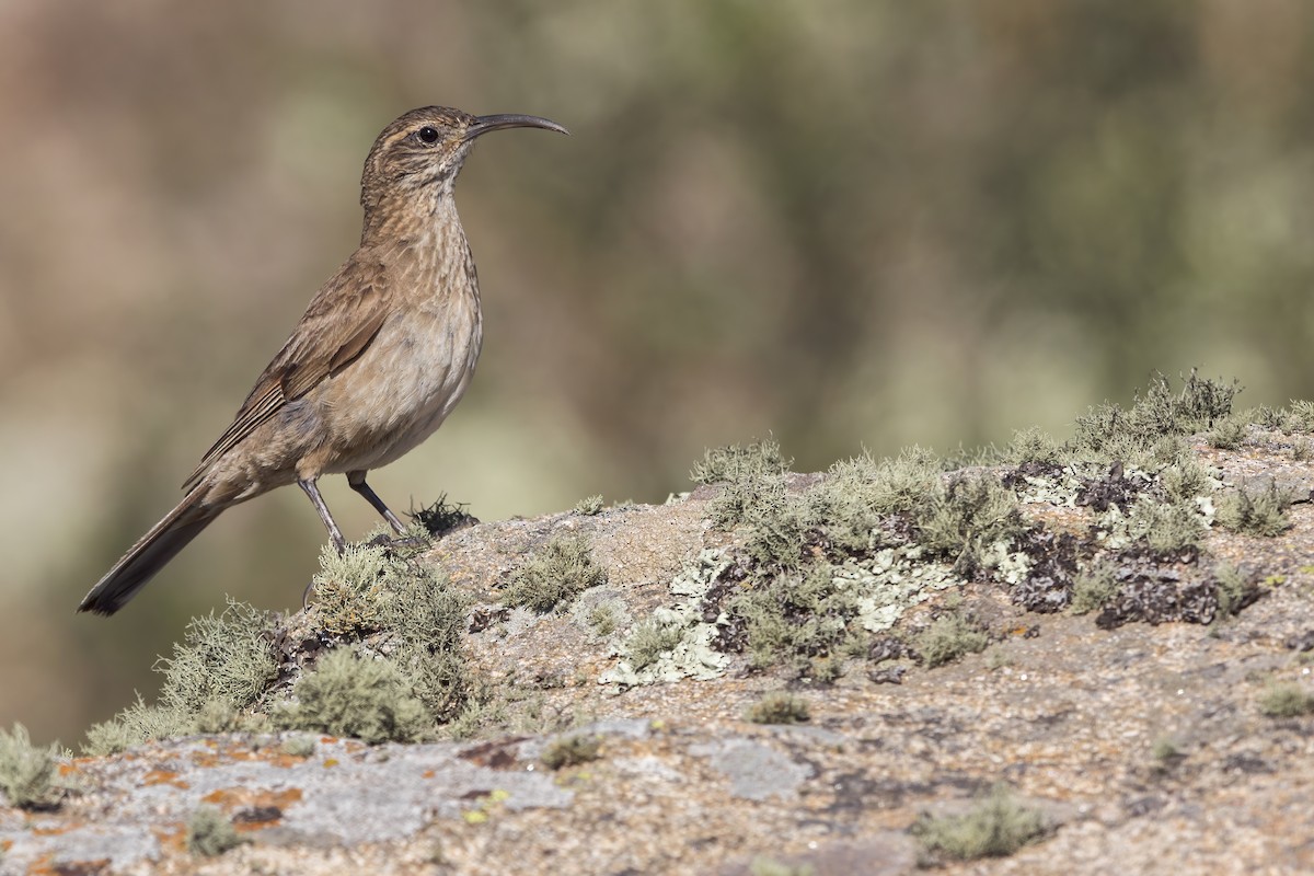 Scale-throated Earthcreeper - ML625439861