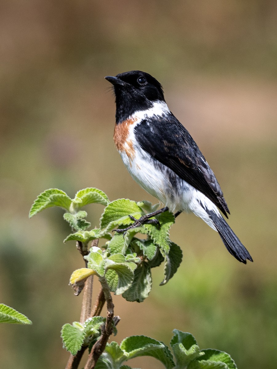 African Stonechat - ML625439874