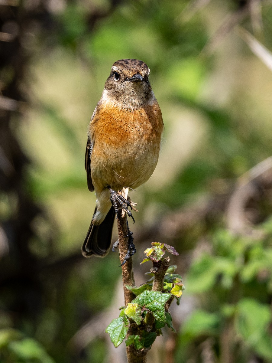 African Stonechat - ML625439875