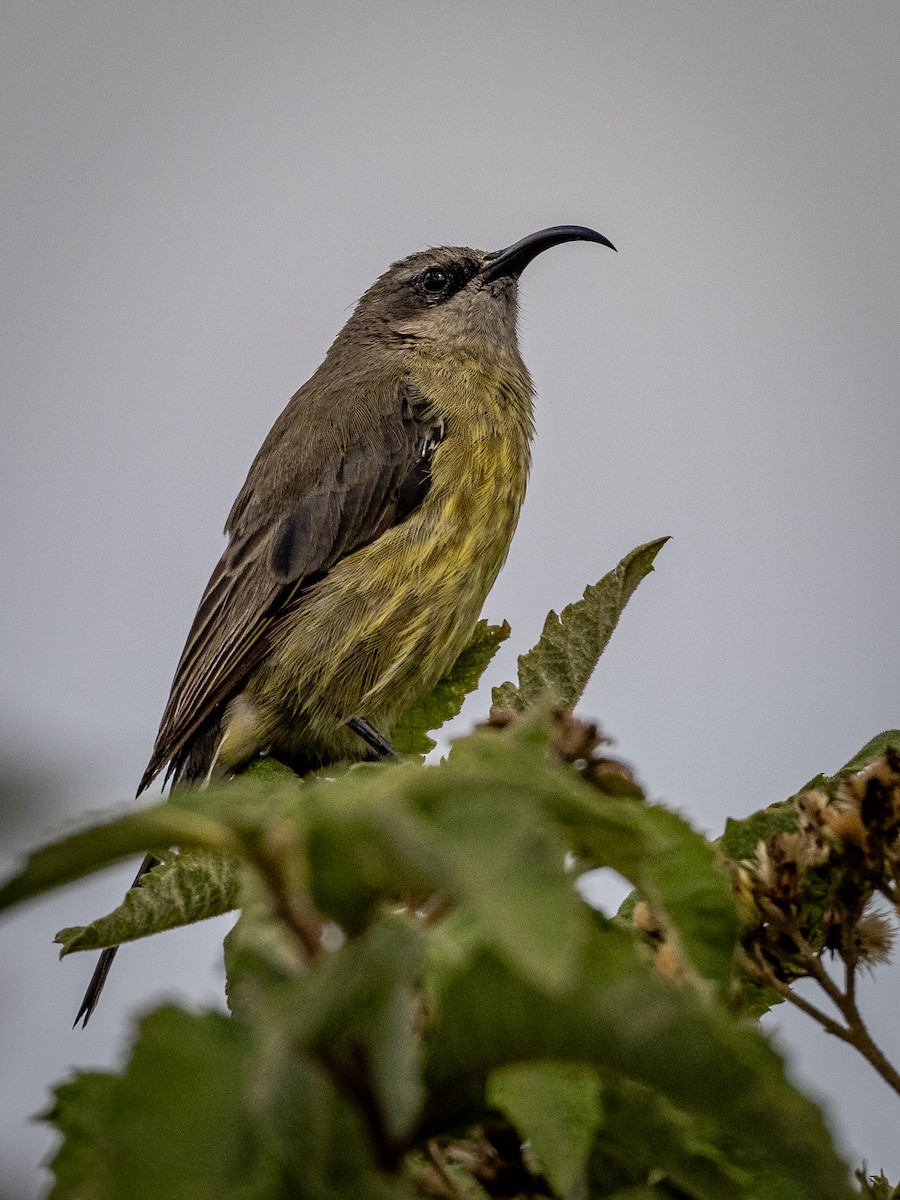 Bronze Sunbird - ML625439881