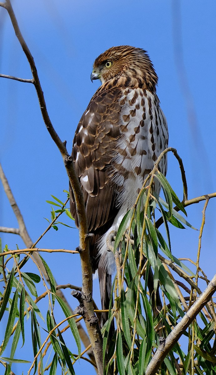 Cooper's Hawk - ML625439895