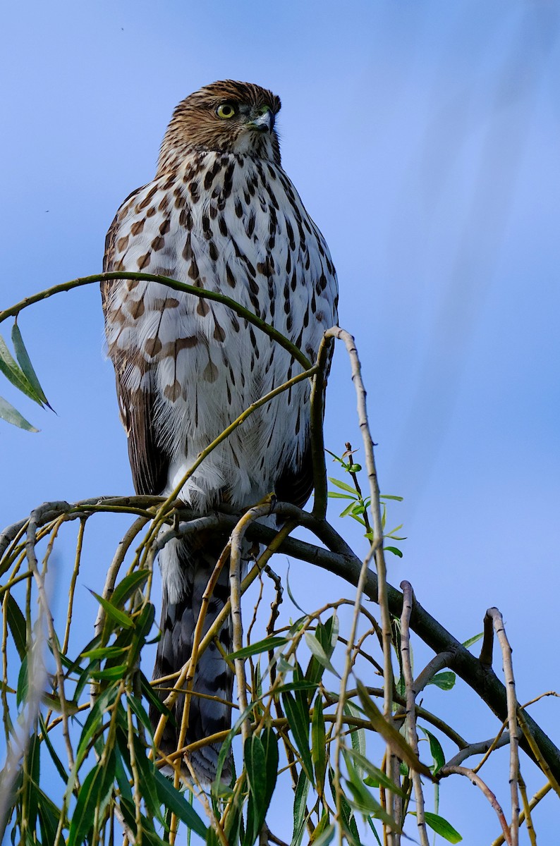 Cooper's Hawk - ML625439896
