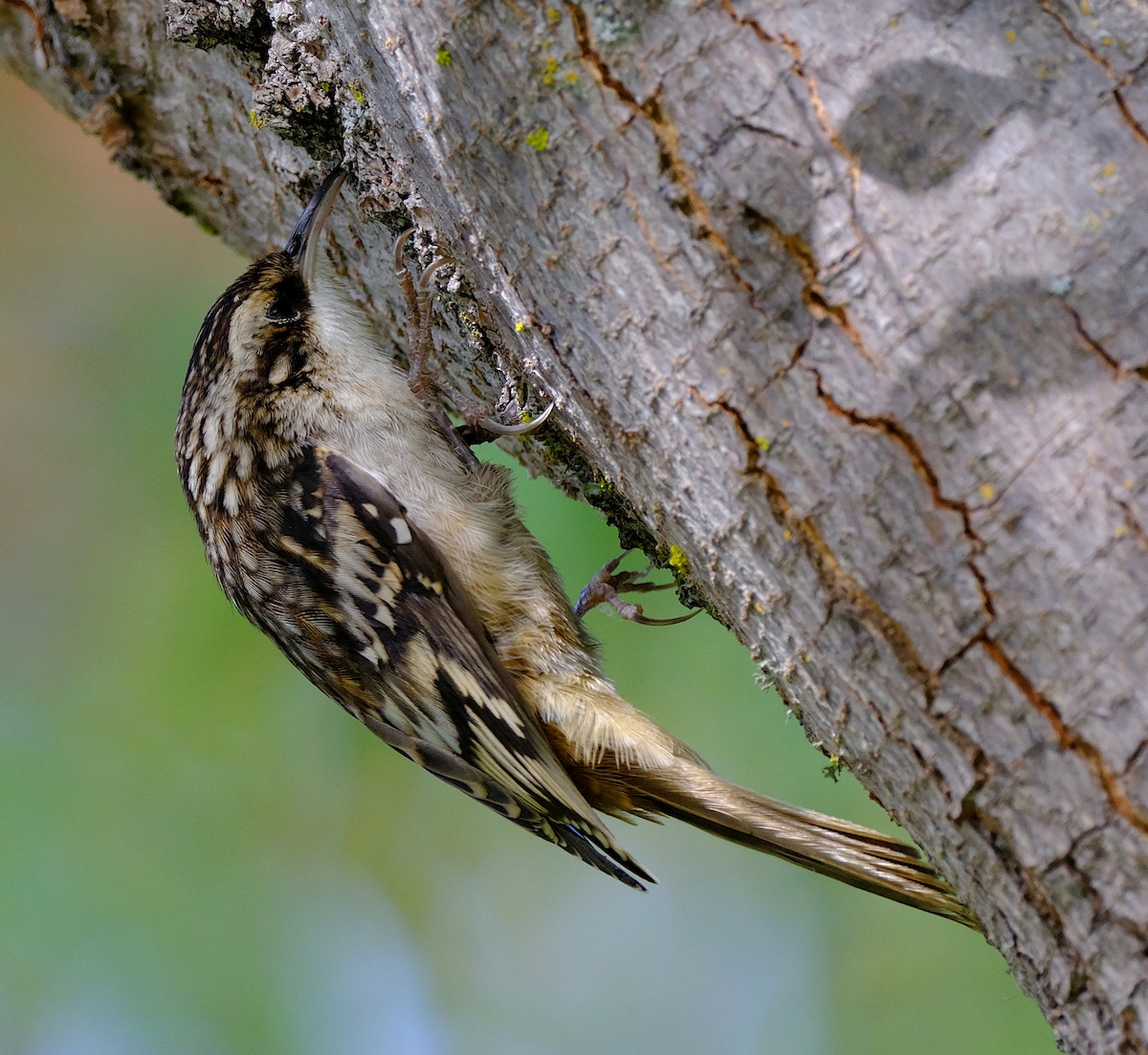 Brown Creeper - ML625439914