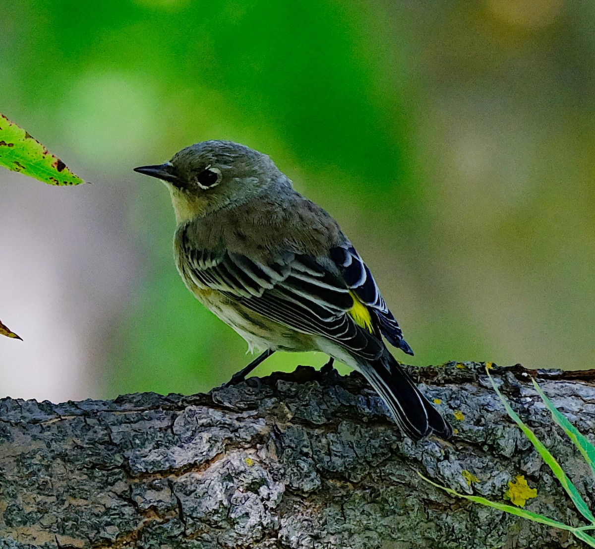 Yellow-rumped Warbler - ML625439918