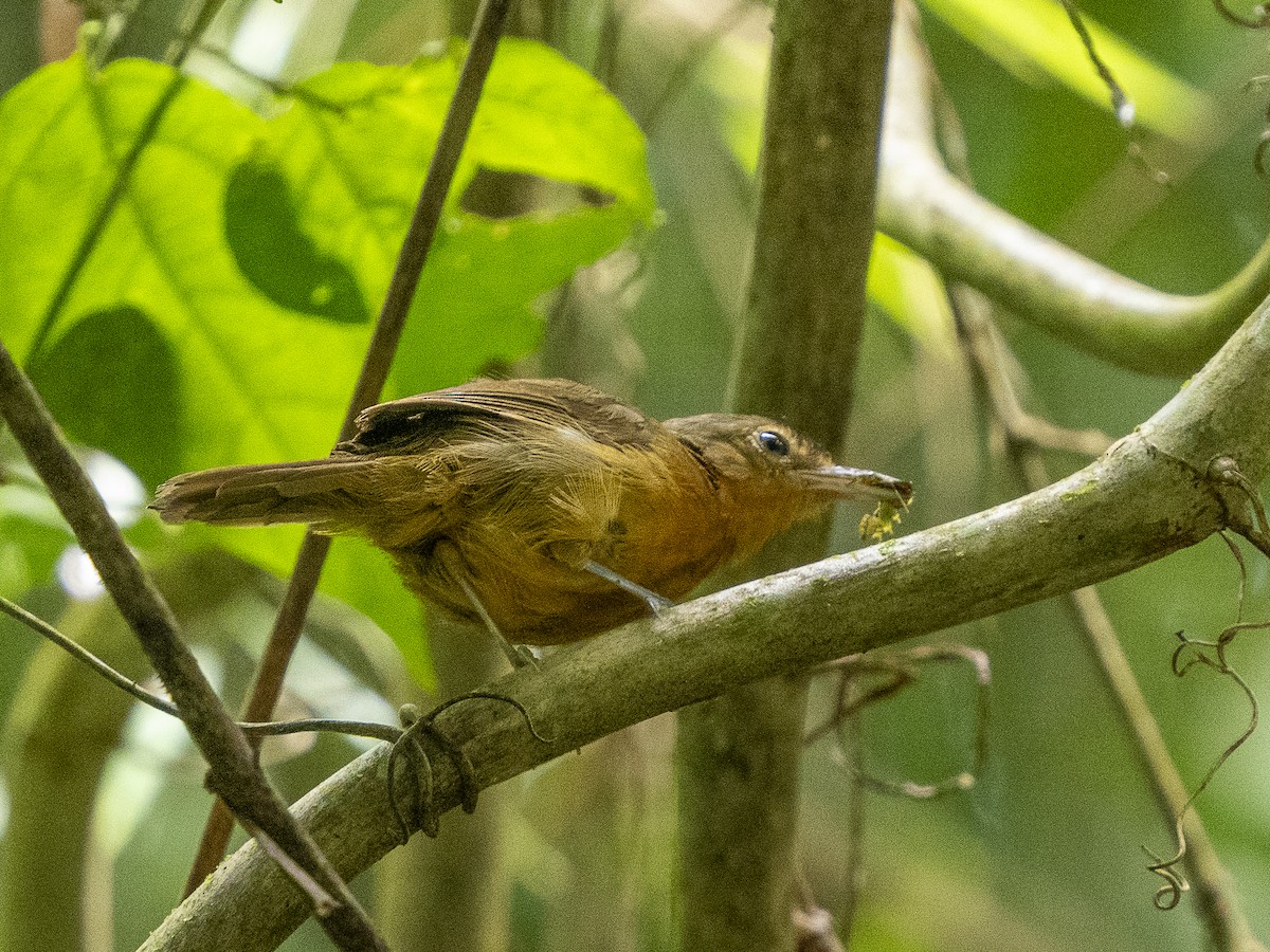 Dusky Antbird - ML625440116