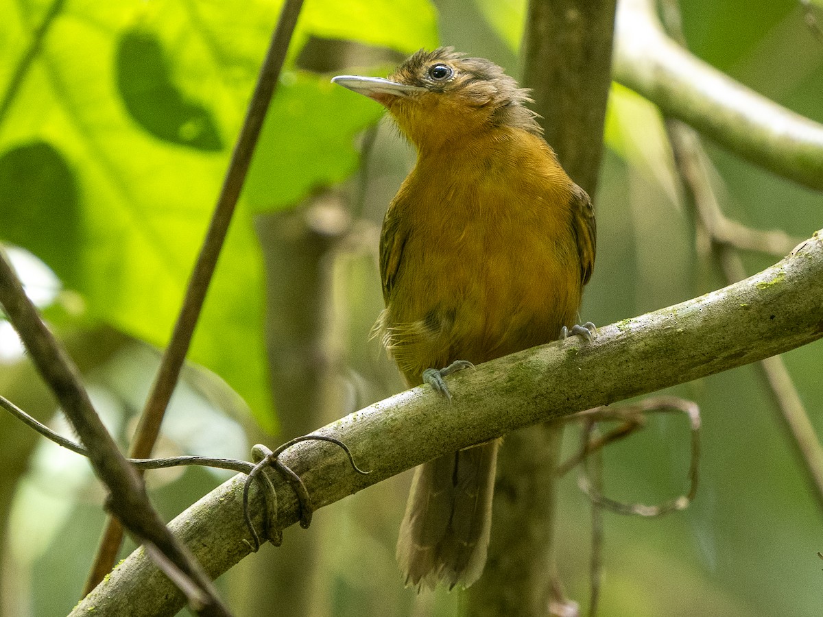 Dusky Antbird - ML625440120