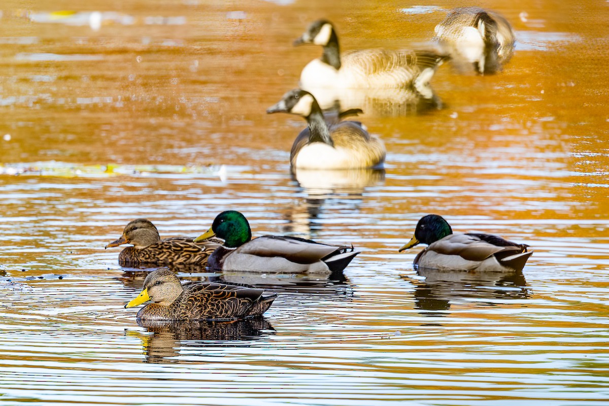 American Black Duck - ML625440124