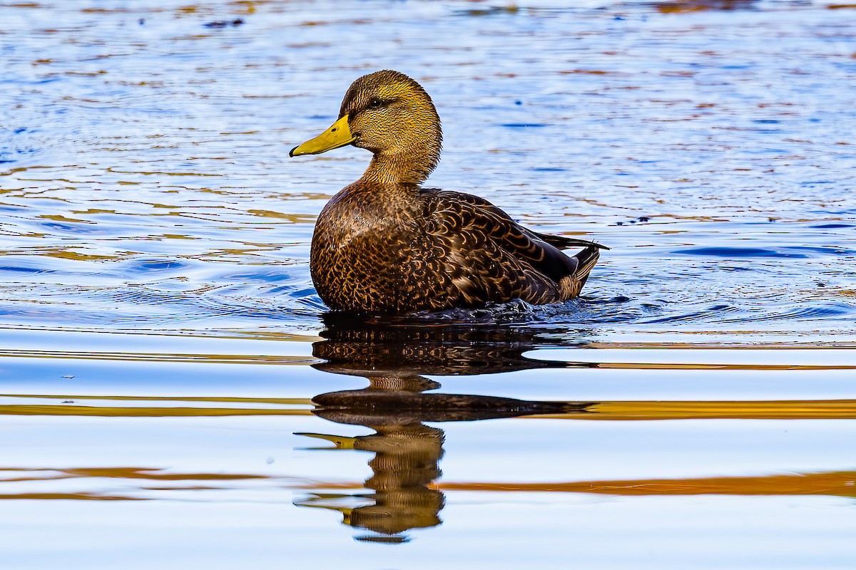 American Black Duck - ML625440300