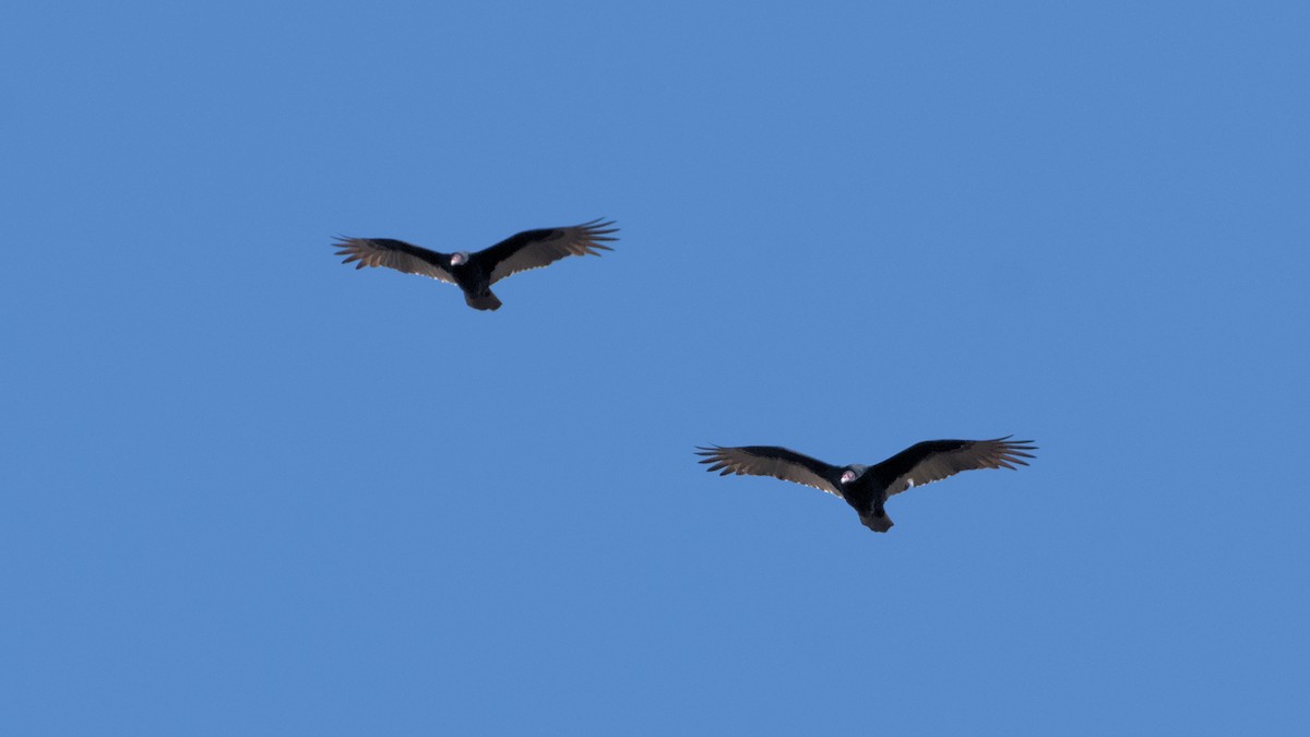 Turkey Vulture - ML625440396