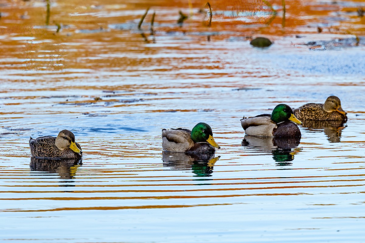Mallard - ML625440403