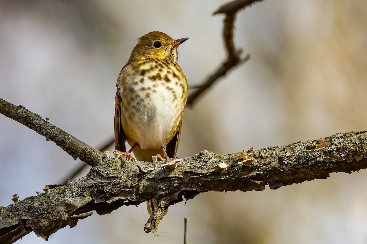 Hermit Thrush - ML625440407