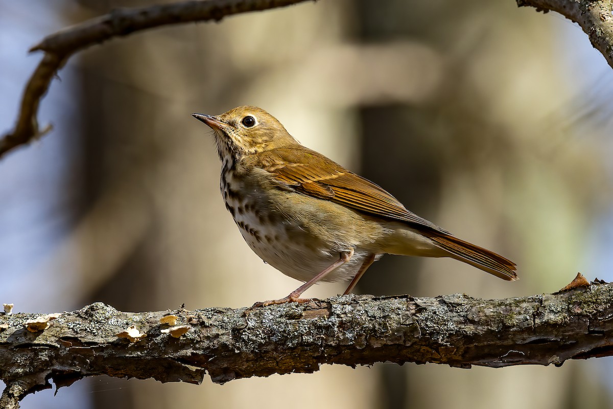 Hermit Thrush - ML625440412