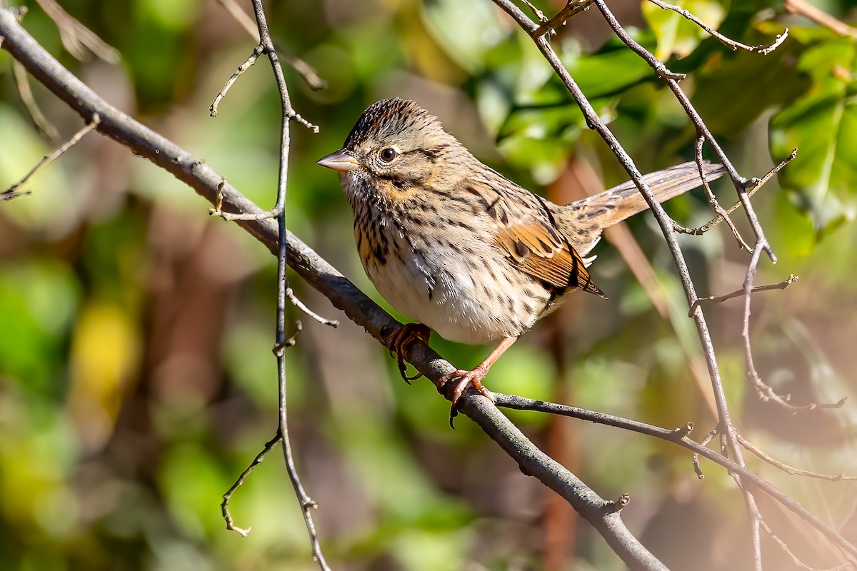 Lincoln's Sparrow - ML625440416