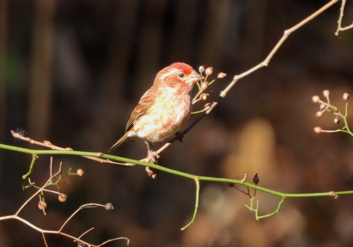 Purple Finch - ML625440519