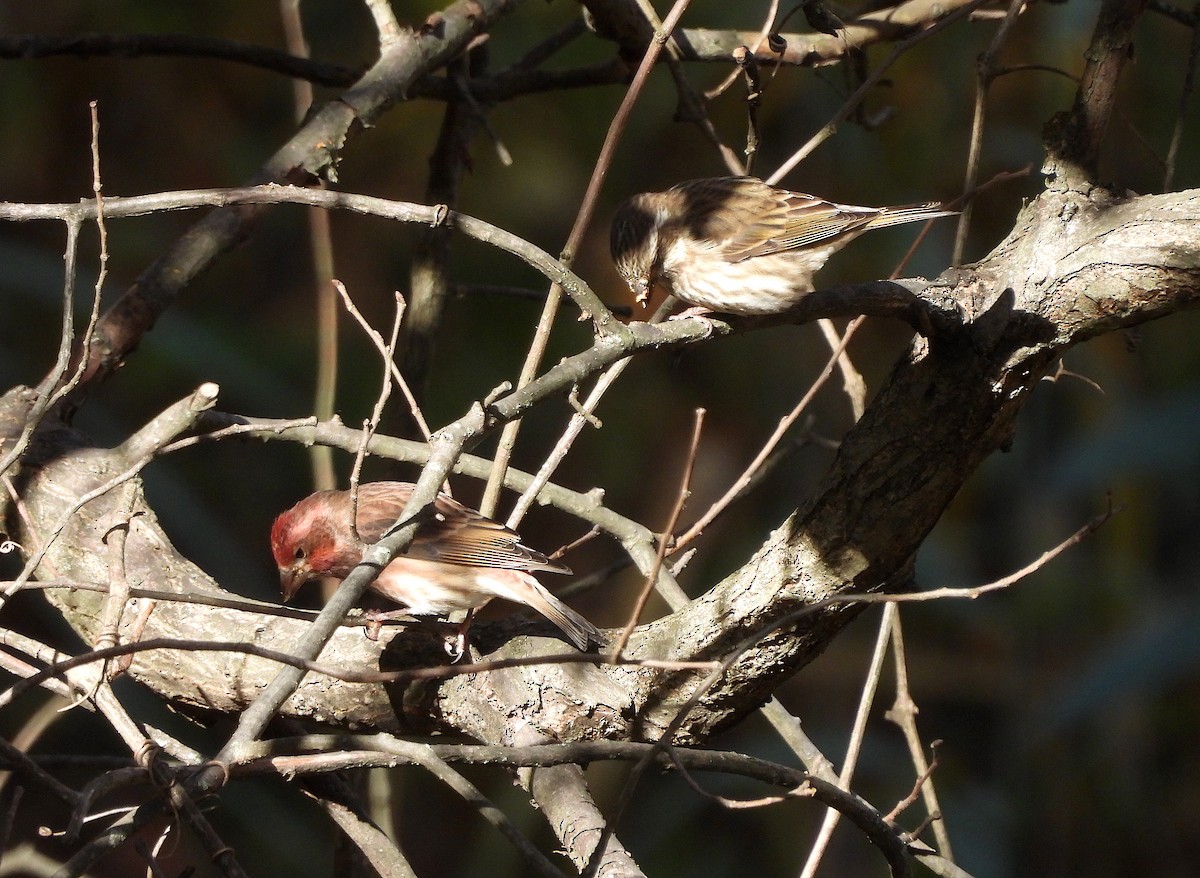Purple Finch - ML625440520
