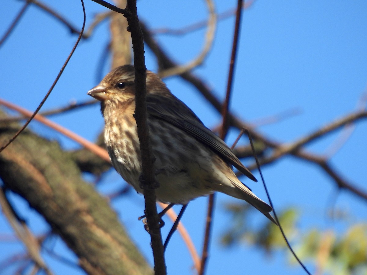 Purple Finch - ML625440521