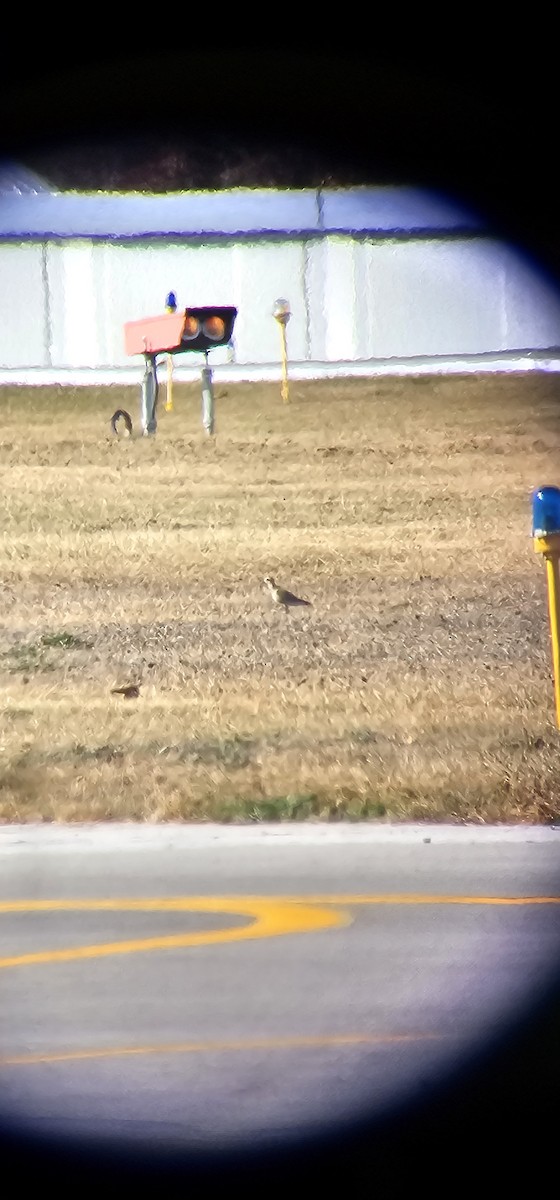 American Golden-Plover - ML625440675