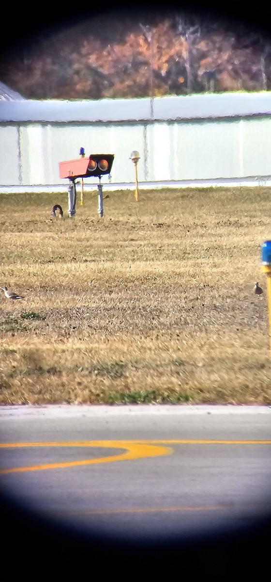 American Golden-Plover - ML625440720