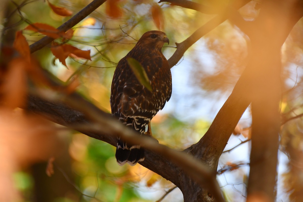 Red-shouldered Hawk - ML625440733