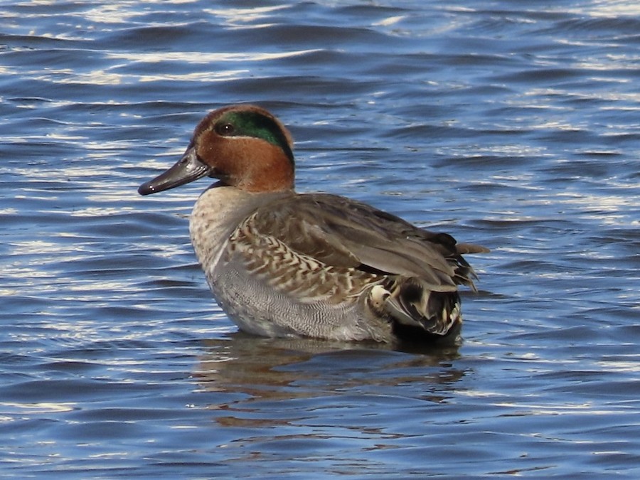 Green-winged Teal - Ruth Bergstrom