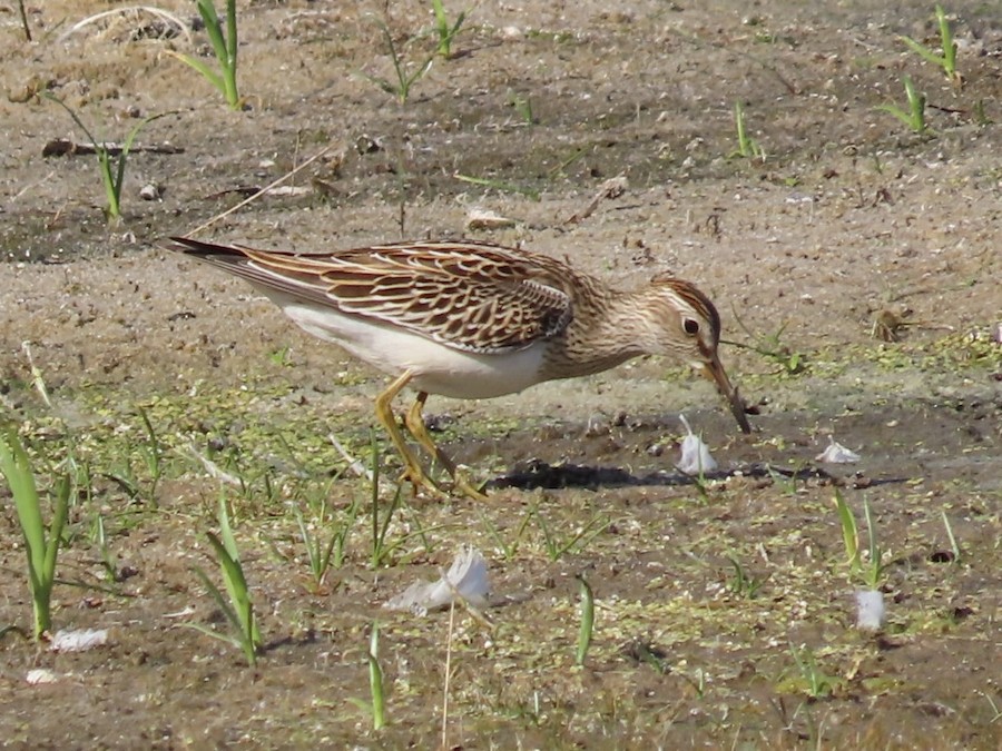 Pectoral Sandpiper - Ruth Bergstrom