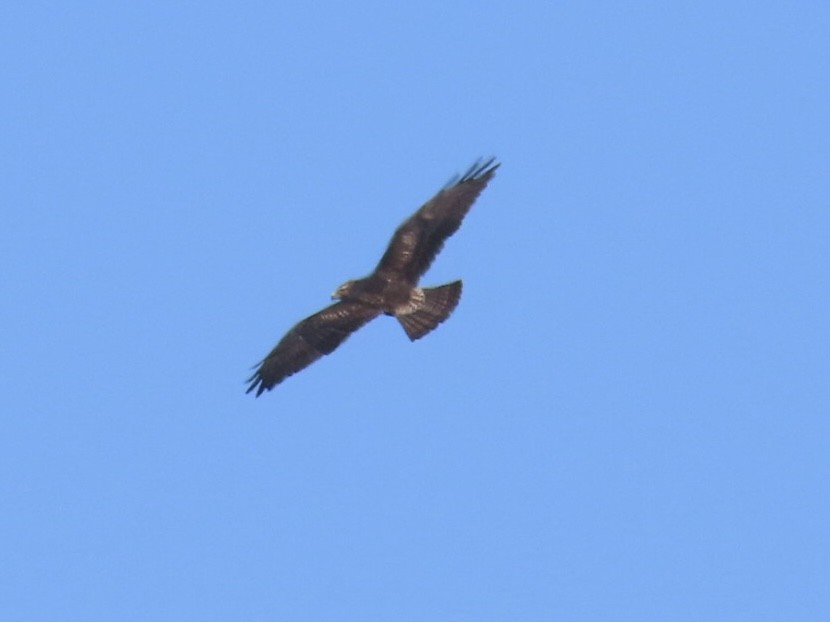 Swainson's Hawk - Ruth Bergstrom