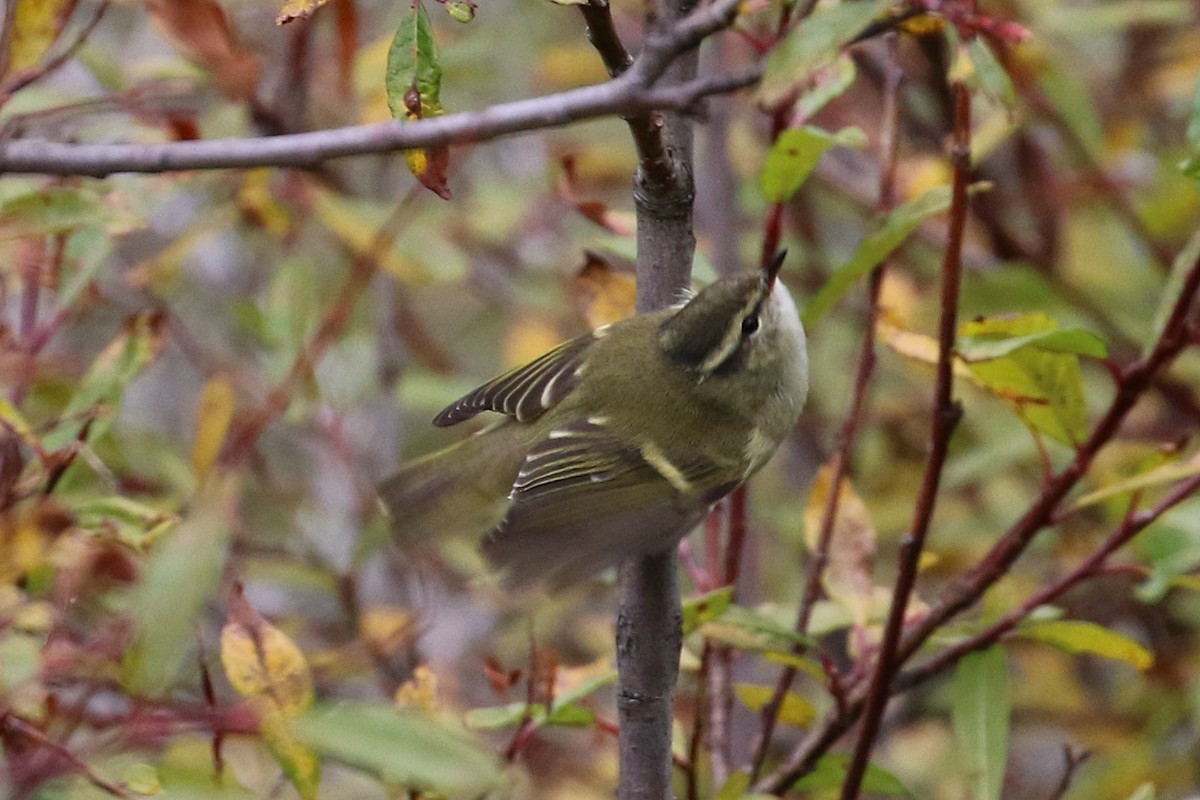 Hume's Warbler - ML625440983