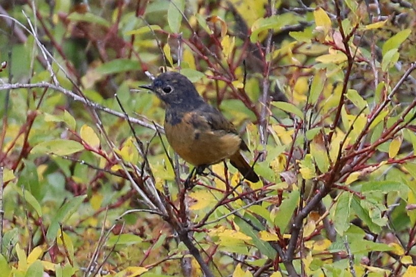 Blue-fronted Redstart - ML625441065