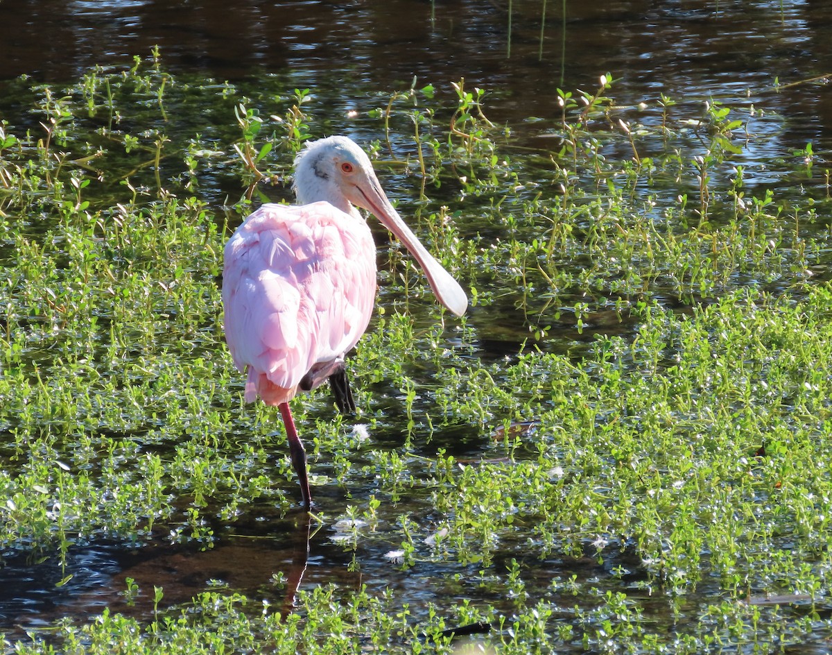 Roseate Spoonbill - Susan Young