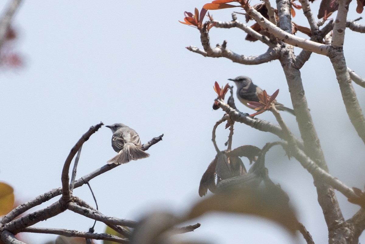 Suiriri Flycatcher - ML625441622