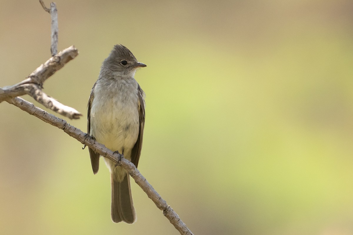 Plain-crested Elaenia - ML625441638