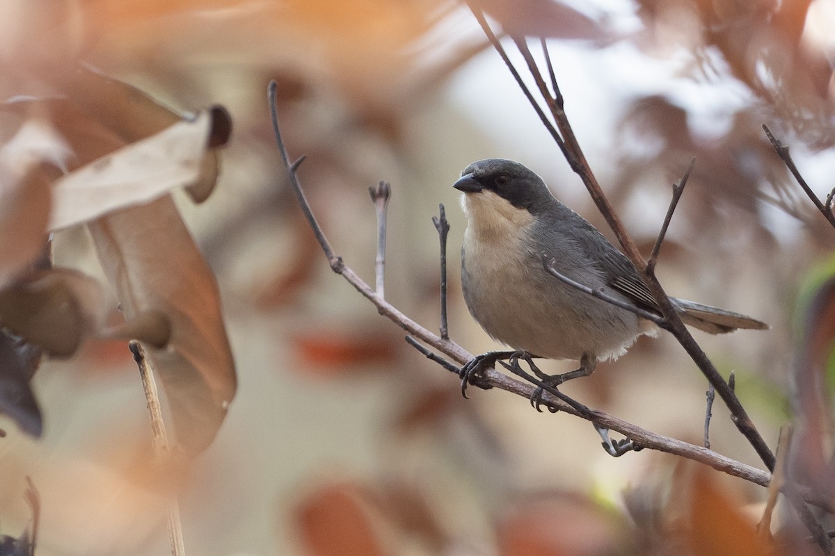 Cinereous Warbling Finch - ML625441699