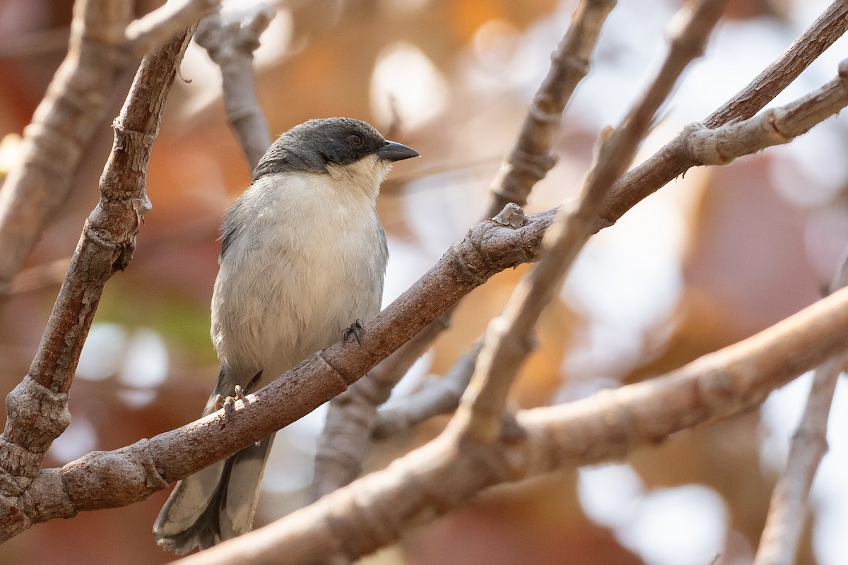 Cinereous Warbling Finch - ML625441700