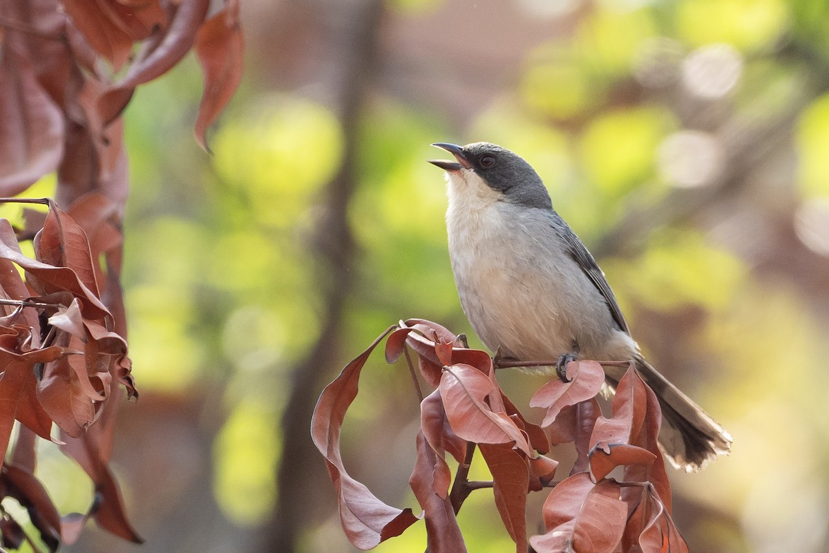 Cinereous Warbling Finch - ML625441701