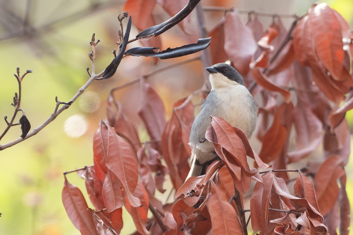 Cinereous Warbling Finch - ML625441702